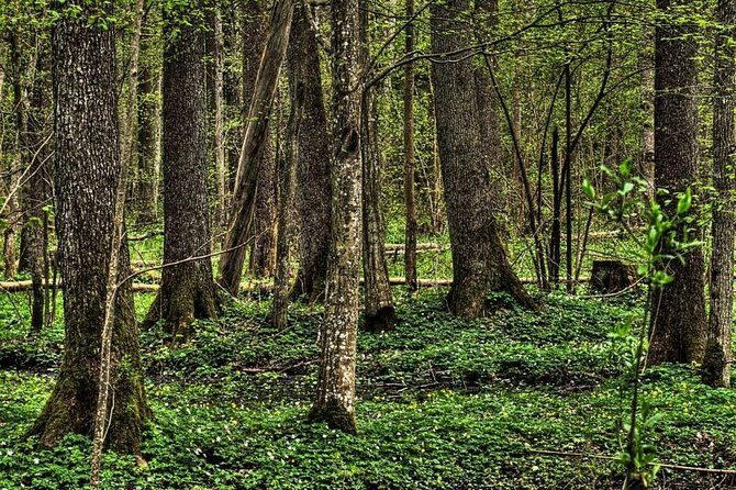 Bialowieza National Park Small Group Tour from Warsaw with Lunch included - Key highlights worth caring about