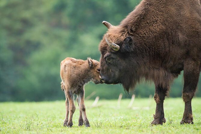 Bialowieza National Park Small Group Tour from Warsaw with Lunch included - Stop 2: European Bison Reservation (about 30 minutes)