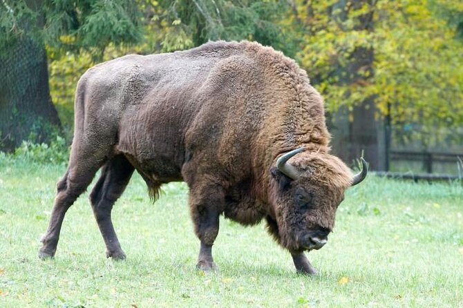 Bialowieza National Park Small Group Tour from Warsaw with Lunch included - Stop 1: Białowieża Forest Strict Protection Reserve walk (about 3 hours)