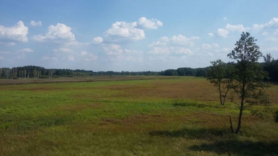 Warsaw: Bialowieza National Park and European Bison Tour - Białowieża Forest: the UNESCO park behind the bison hype