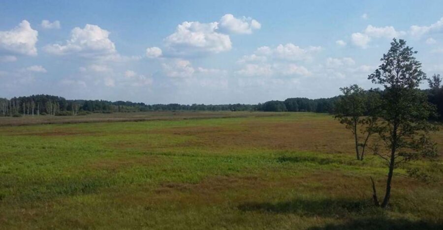 Warsaw: Bialowieza National Park and European Bison Tour - From Warsaw in a private ride: pickup, drive time, and real logistics