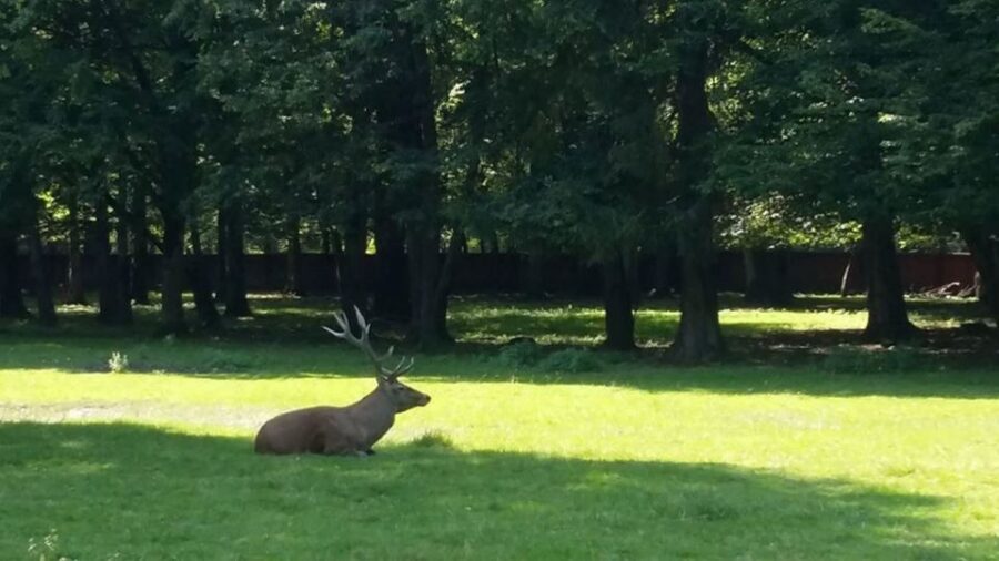 Warsaw: Bialowieza National Park and European Bison Tour - Should you book this Białowieża National Park tour from Warsaw?
