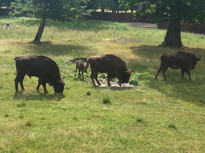 Warsaw: Bialowieza National Park and European Bison Tour - The 3-hour walk among old trees: what you’ll actually do
